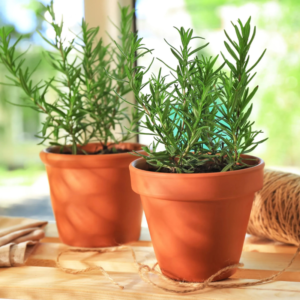 Rosemary Plant