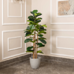 Fig Plant