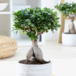 Ficus Microcarpa Bonsai Plant