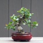 Ficus Island Plant