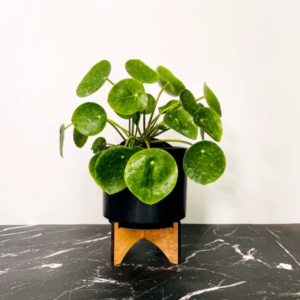 Chinese Money Plant (Pilea)