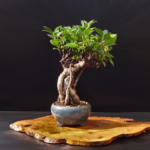Ficus Microcarpa Plant