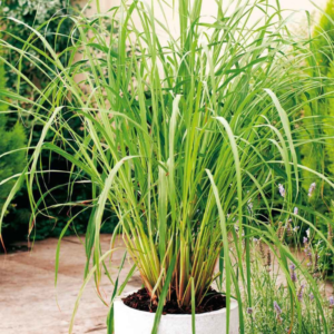 Lemongrass Plant