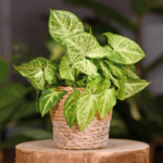 White Arrowhead Plant