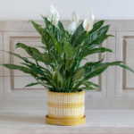 Peach Peace Lily