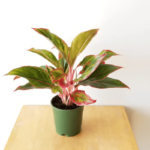 Aglaonema Lipstick Plant