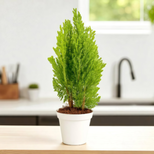 Thuja Plant