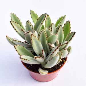 Kalanchoe tomentosa
